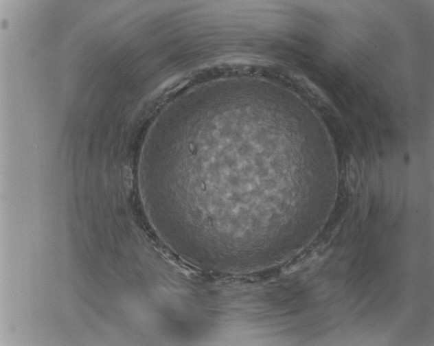 X0000063510821200601271808