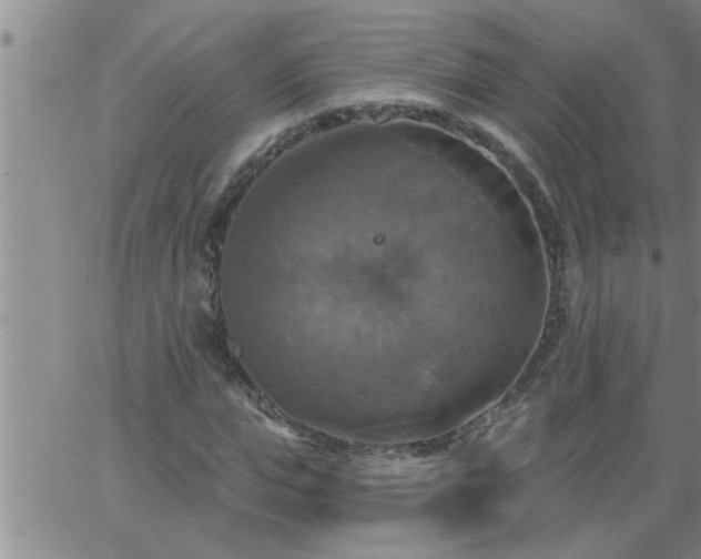 X0000063510823200601271808