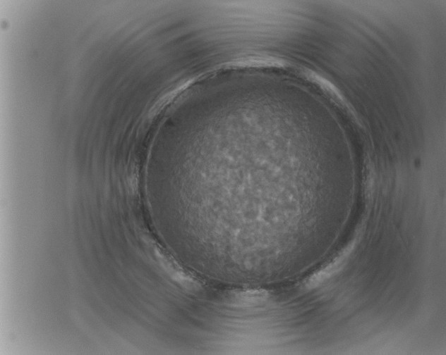 X0000063510833200601271808