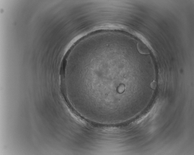 X0000063510837200601271808