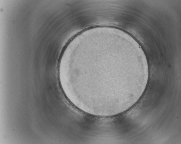 X0000063510848200601271809