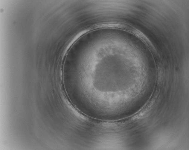 X0000063510852200601271809