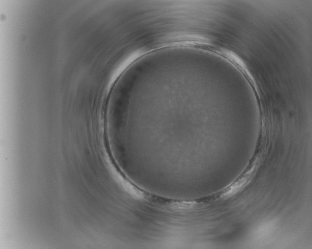 X0000063510859200601271809