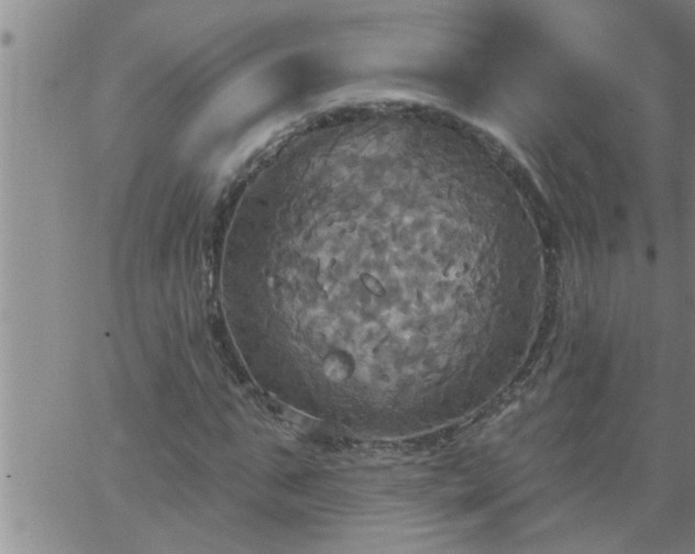 X0000063510871200601271808