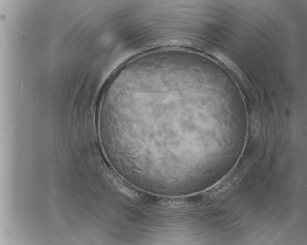 X0000063510886200601271808