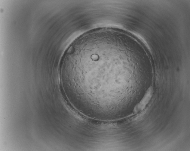 X0000063510887200601271808