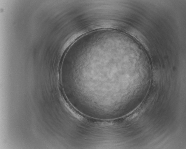 X0000063510890200601271808