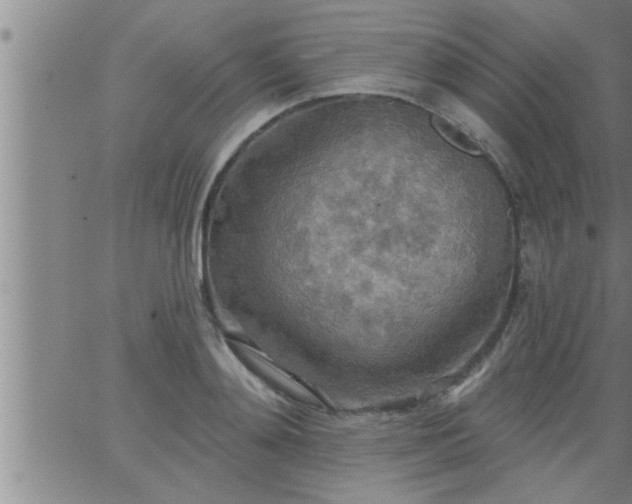 X0000063510892200601271808