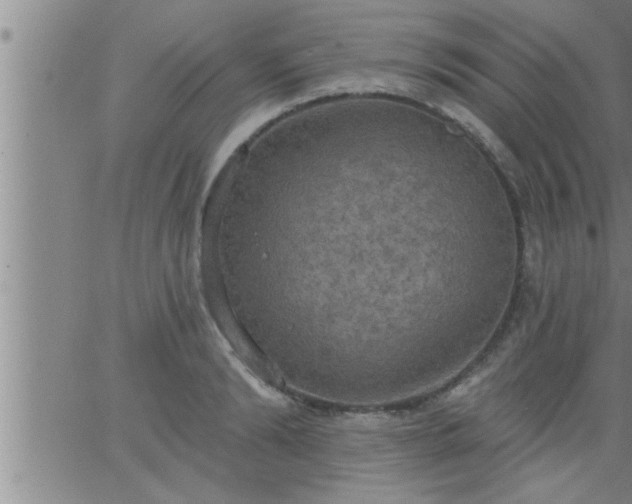 X0000063510894200601271808