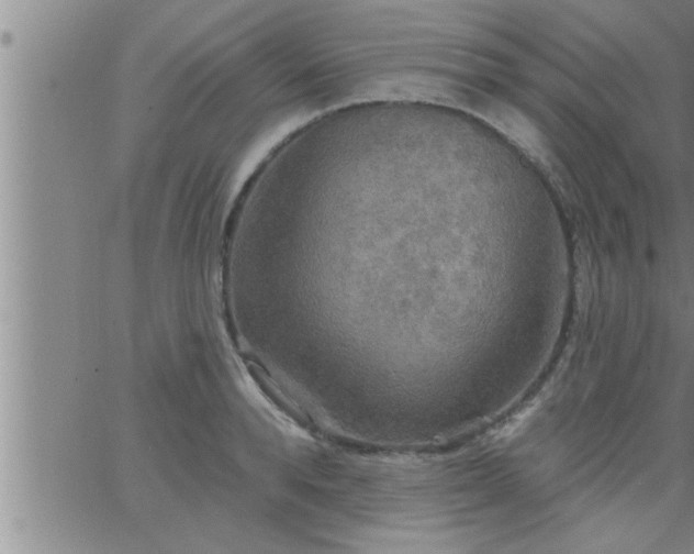 X0000063510896200601271808