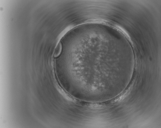 X0000063510907200601271807