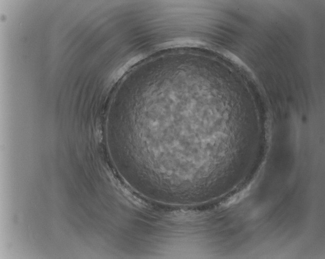 X0000063510929200601271807