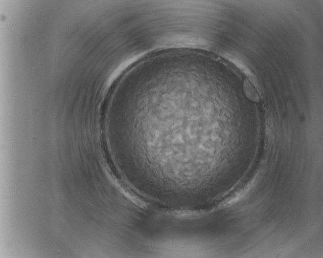 X0000063510933200601271807