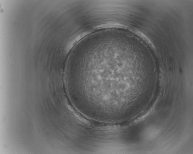 X0000063510937200601271807