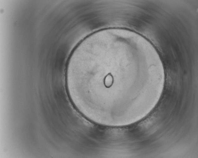 X0000063510950200601271807