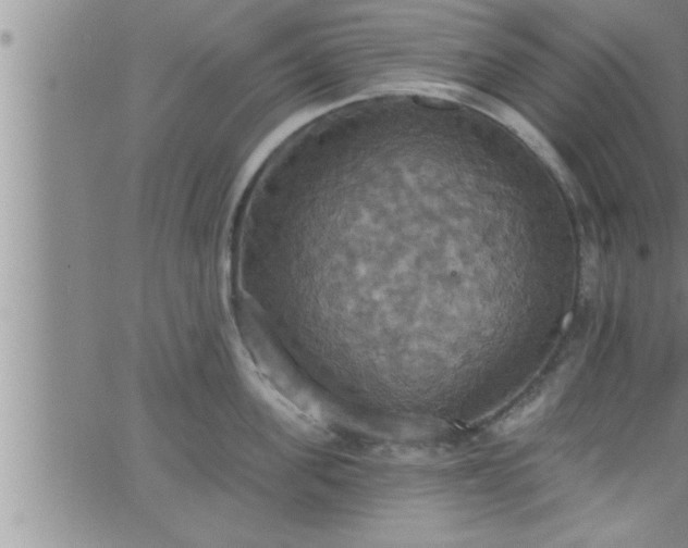 X0000063510955200601271807