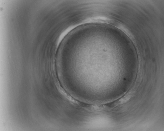 X0000063510960200601271807