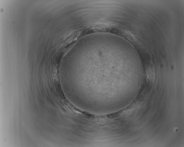 X0000063510964200601271806