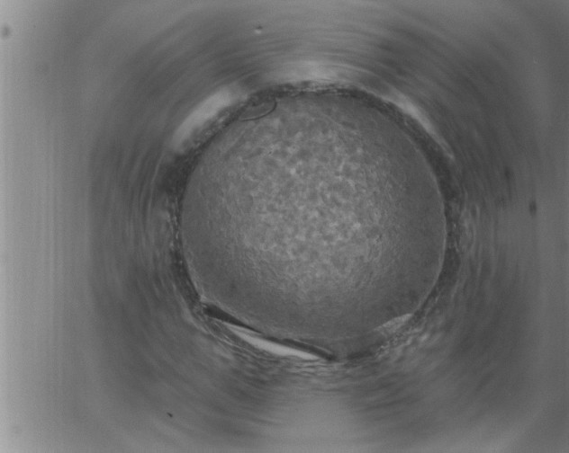 X0000063510967200601271806