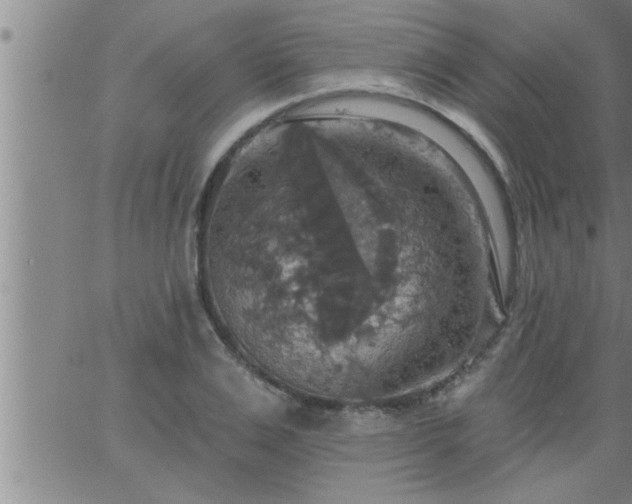 X0000063510983200601271806