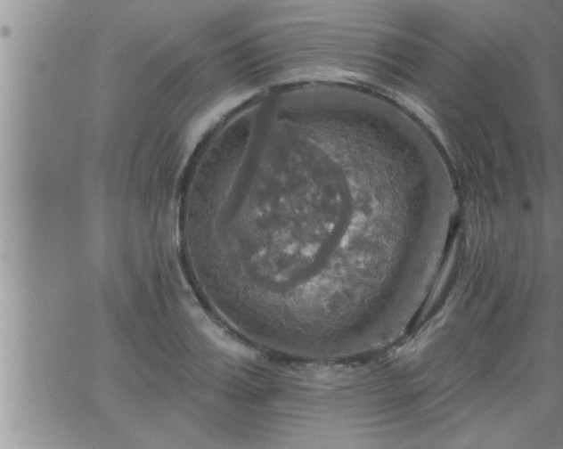 X0000063510987200601271806