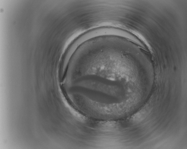 X0000063510991200601271806