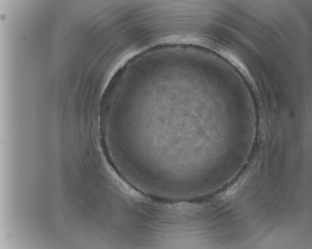 X0000063510992200601271806