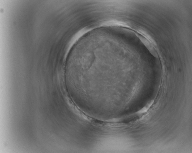 X0000063511008200601271806