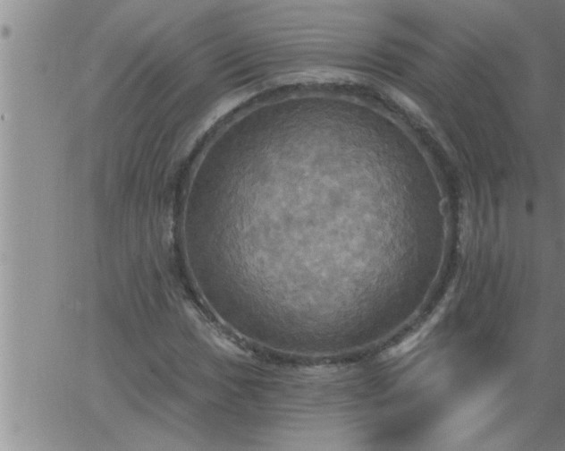 X0000063511017200601271805