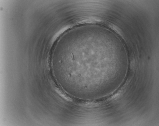 X0000063511026200601271805