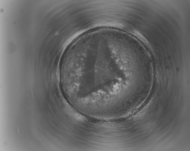 X0000063511028200601271805