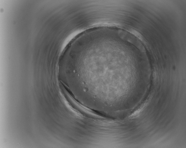 X0000063511030200601271805