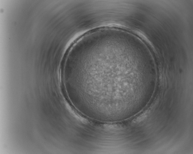 X0000063511032200601271805