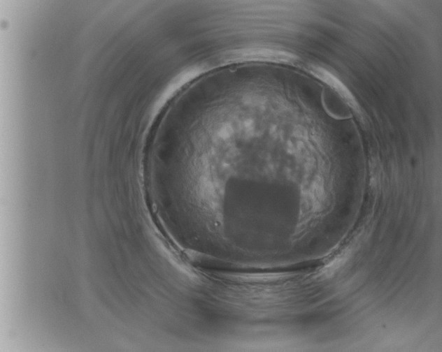 X0000063511043200601271805