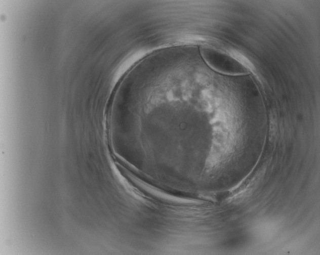 X0000063511047200601271806