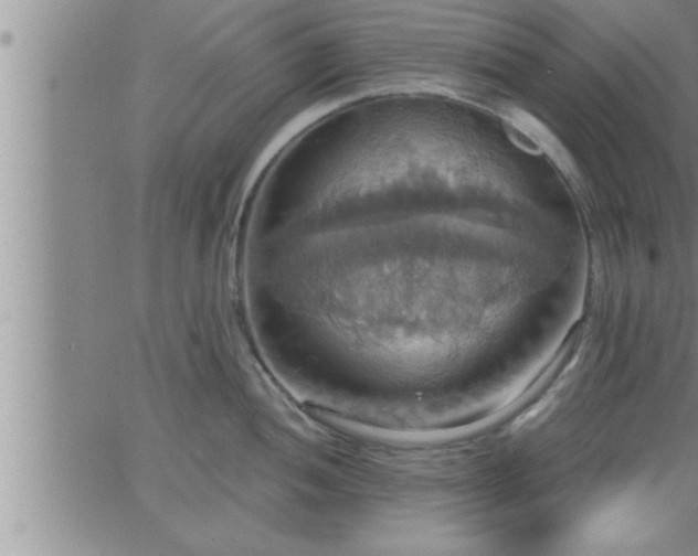 X0000063511052200601271806