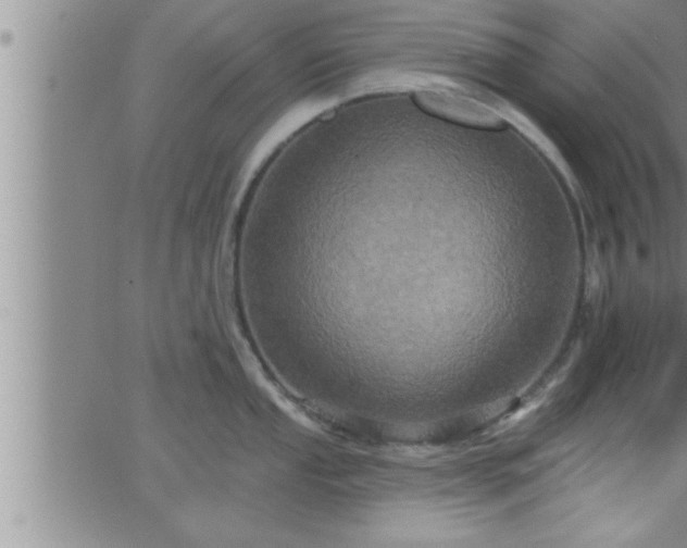 X0000063511053200601271806