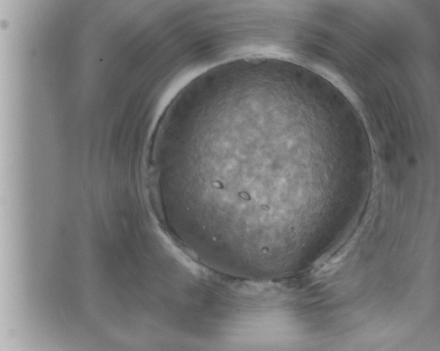 X0000063511056200601271806