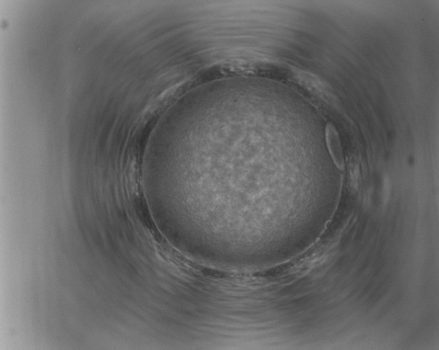 X0000063511060200601271805