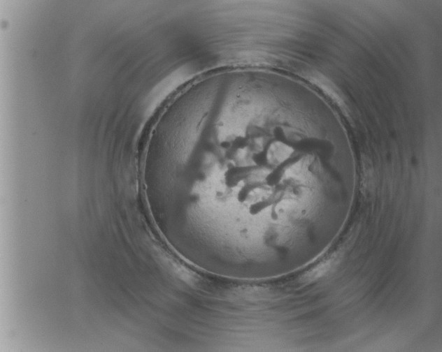 X0000063511075200601271805