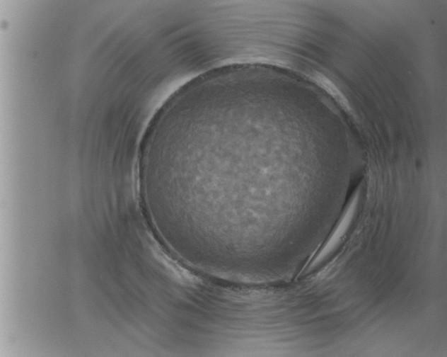 X0000063511076200601271805