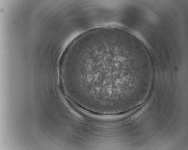 X0000063511079200601271805