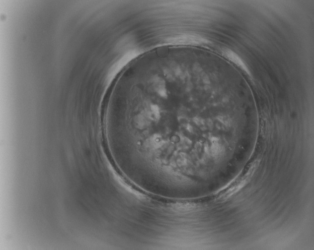 X0000063511087200601271804