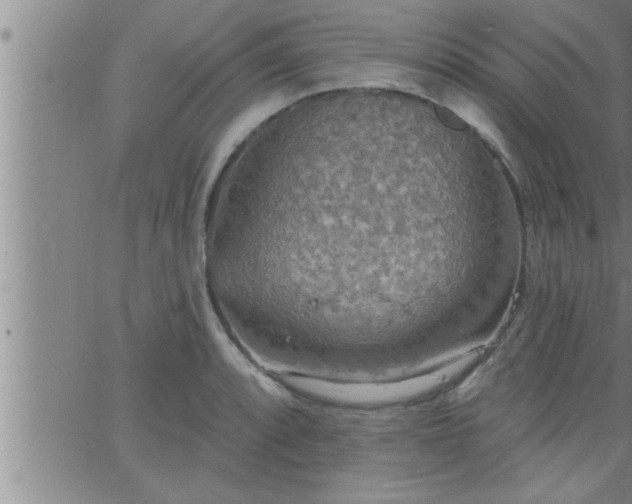 X0000063511088200601271804