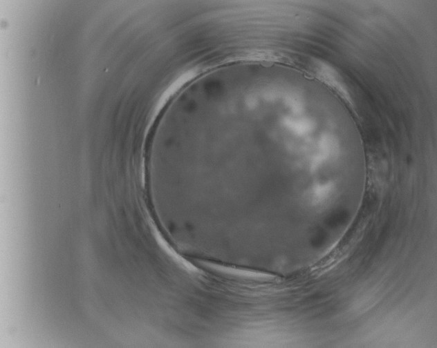 X0000063511095200601271804