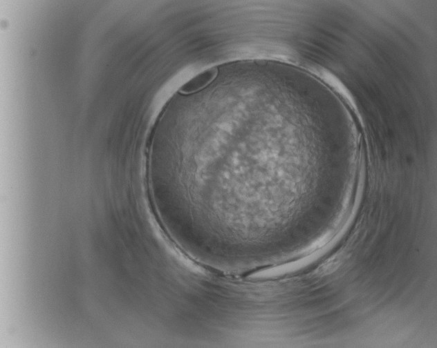 X0000063511096200601271804