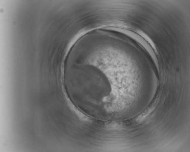 X0000063511099200601271804