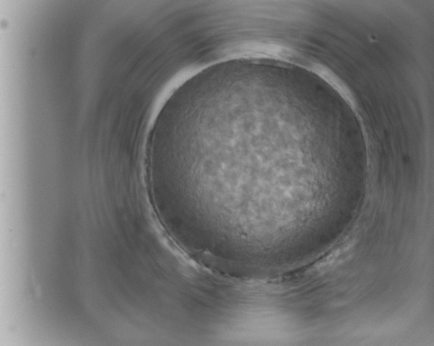 X0000063511104200601271804