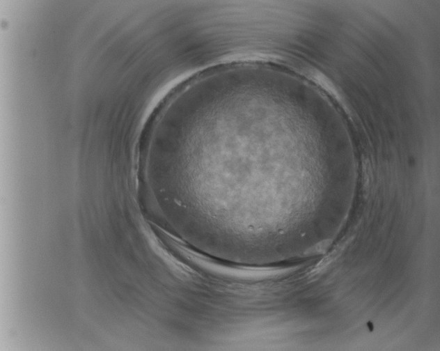 X0000063511124200601271804