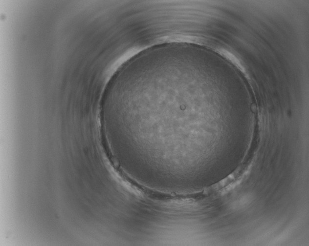 X0000063511133200601271804